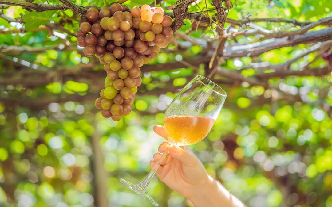 Grape&Wine-cover