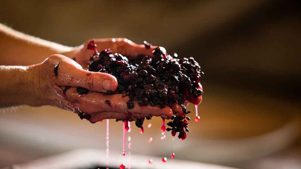 Wine-fermentation Wine-fermentation
