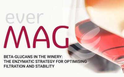 Béta-glükánok a borászatban